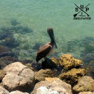 Brown Pelican Resting at The North Jetty Park on Casey Key