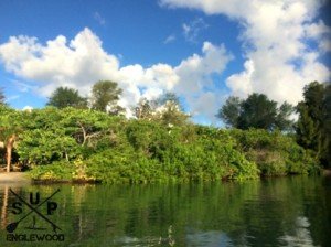 Mangroves with resting Egrets in Casey Key on The paddle board Adventure Tour