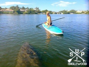 Paddle boarding with manatees in Boca Grande Florida