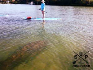 Paddle Board and Kayak with Manatees on Casey Key at the North Jetty Park in Nokomis Florida